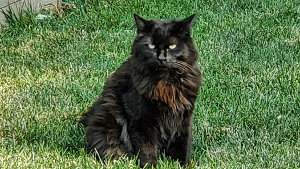 Lost Pet: Nox