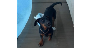 Lost Pet: Wednesday