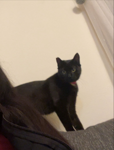 Lost Pet: Freya Quorra