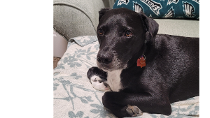 Lost Pet: Tristan