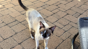 Lost Pet: Gatsby