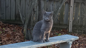 Lost Pet: Drexel