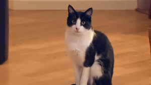 Lost Pet: Oreo