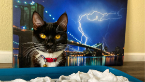 Lost Pet: BayBee