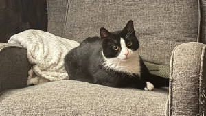 Lost Pet: Silas Quinn Hull
