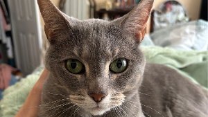 Lost Pet: Zuko