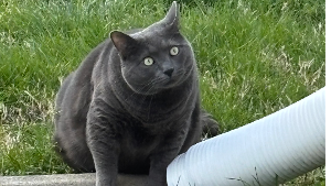 Lost Pet: Bronx