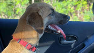 Lost Pet: Warrior