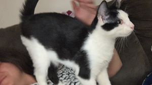 Lost Pet: Elvis
