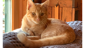 Lost Pet: Willie Nelson Cook