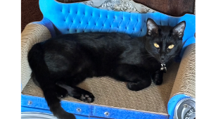 Lost Pet: Aura