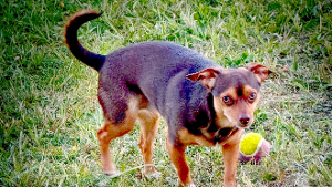 Lost Pet: Buddy-Allen