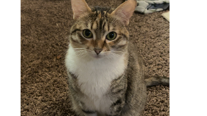 Lost Pet: Martini