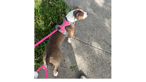 Lost Pet: Susana