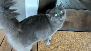 Lost Pet: Willow