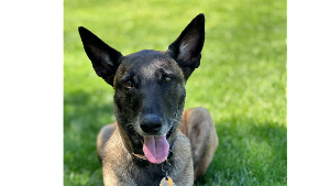 Lost Pet: Stella