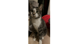 Lost Pet: Kiddy
