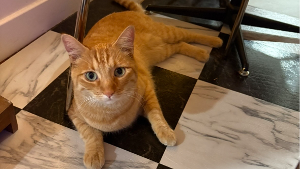 Lost Pet: KOI