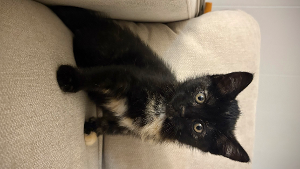 Lost Pet: Ethel