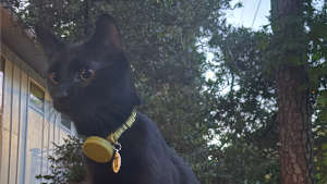 Lost Pet: Chili