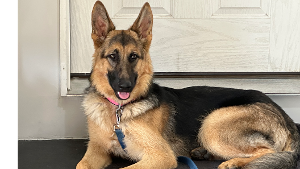 Lost Pet: Kona