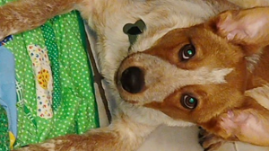 Lost Pet: Max