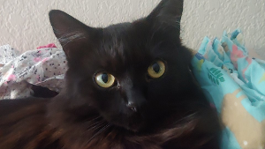 Lost Pet: Zero