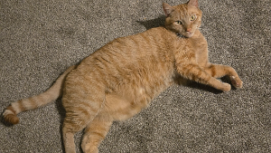 Lost Pet: Leo
