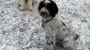 Lost Pet: Pongo
