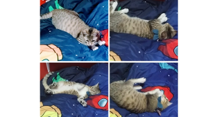 Lost Pet: DASH