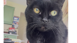 Lost Pet: Lilly Crumpet