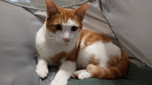 Lost Pet: Alfie