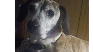 Lost Pet: Jack