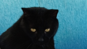 Lost Pet: Prince