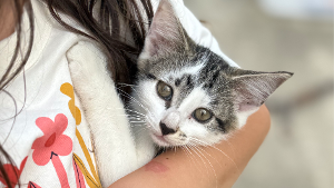 Lost Pet: Ginny