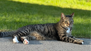 Lost Pet: Puddin