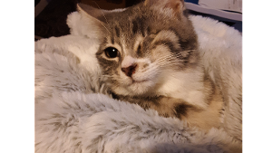 Lost Pet: Sissy
