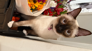 Lost Pet: Martha