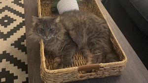 Lost Pet: Floof