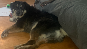 Lost Pet: Dakota
