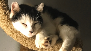 Lost Pet: Salem