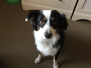 Lost Pet: Sophie Stearns