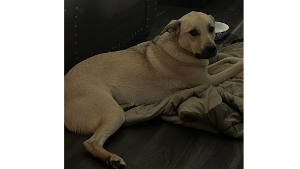Lost Pet: Dex