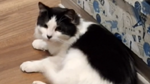 Lost Pet: Tito