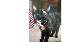 Lost Pet: Honeydew