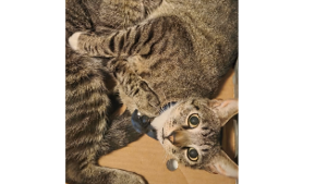 Lost Pet: Tuffy