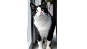 Lost Pet: Stocking