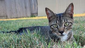 Lost Pet: Louie