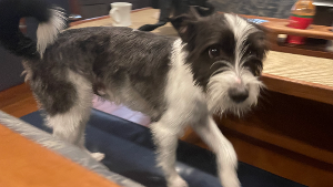 Lost Pet: Archie Babe
