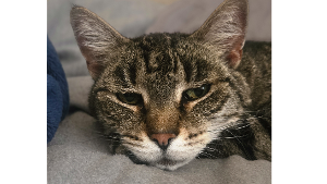 Lost Pet: Francis